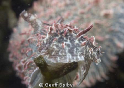sea hare in the Knysna lagoon by Geoff Spiby 